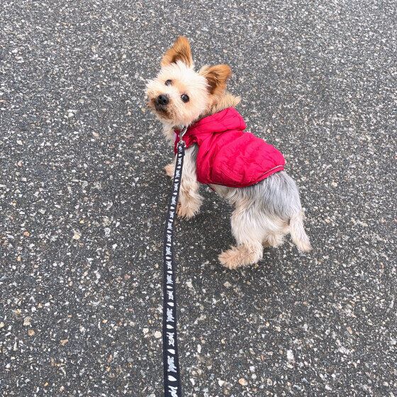 ヨークシャー・テリアのベルくん