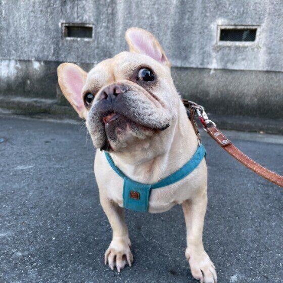 お散歩中のフレンチ・ブルドッグ