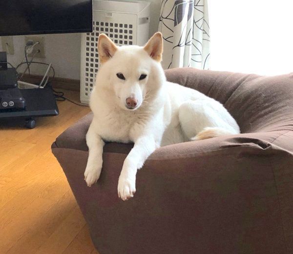 くつろぐチョビちゃん