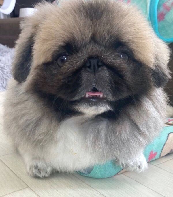 笑顔が可愛いぽん太郎くん