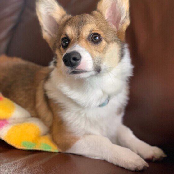 ウェルシュ・コーギー・ペンブローク