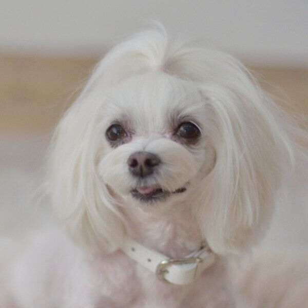 たくさんたくさんほめてあげてくださいね！