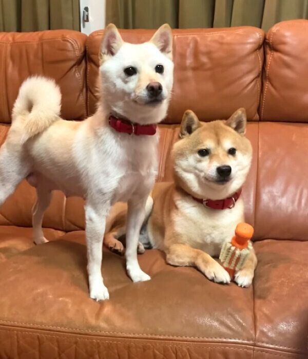 仲良しな豆千代くんとモチ代さん