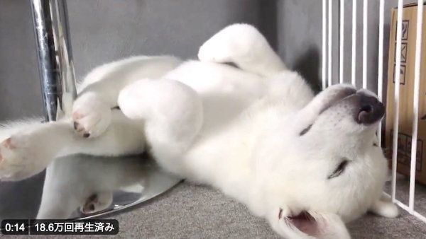 熟睡するもんたろうくん