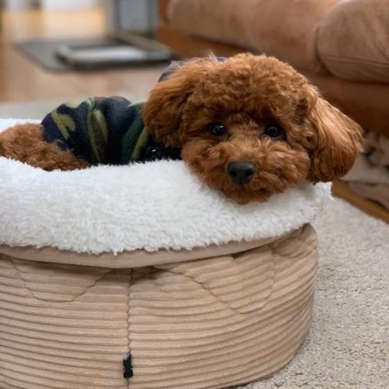 ニトリのベッドでくつろぐトイ・プードル