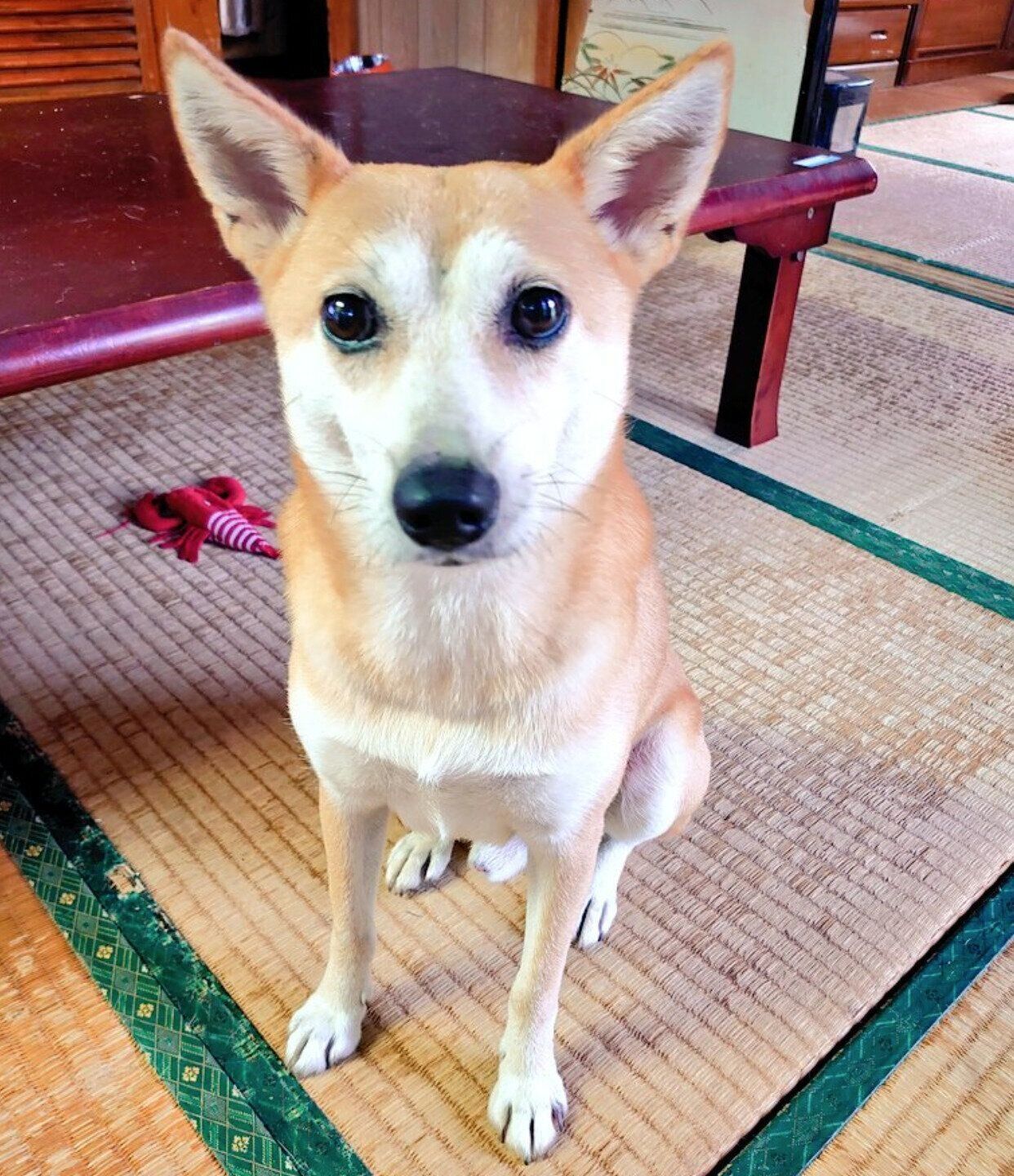 見つめるアキラくん