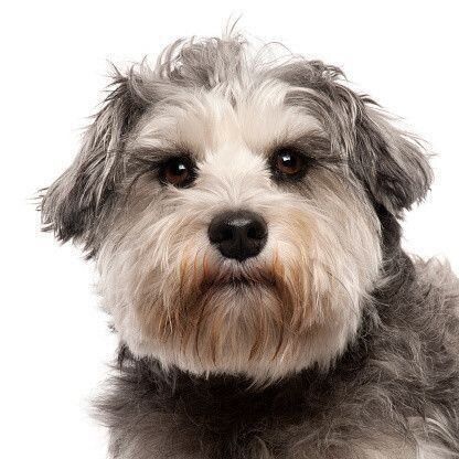 ミニチュア シュナウザーの性格 飼い方のコツ 飼い主の悩みq A いぬのきもち 犬図鑑 いぬのきもちweb Magazine