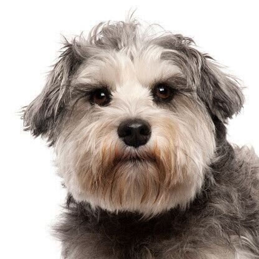 ミニチュア シュナウザーの性格 飼い方のコツ 飼い主の悩みq A いぬのきもち 犬図鑑 いぬのきもちweb Magazine ミニチュア シュナウザーの性格 飼い方のコツ 飼い主の悩みq A いぬのきもち 犬図鑑 いぬのきもちweb Magazine