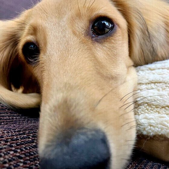 ミニチュア・ダックスフンドのもなかちゃん