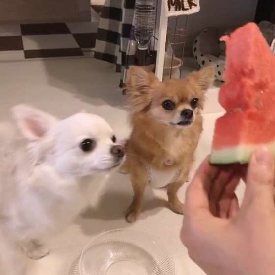 スイカ大好きナッツちゃん