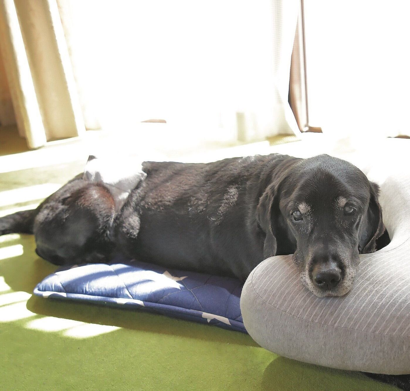 命を脅かす腎不全とどう向き合うか 病気と闘う愛犬と飼い主さんの思い いぬのきもちweb Magazine 命を脅かす腎不全とどう向き合うか 病気と闘う愛犬と飼い主さんの思い いぬのきもちweb Magazine