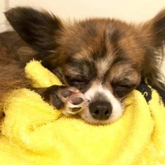 肉球を見せながら寝るチワワ