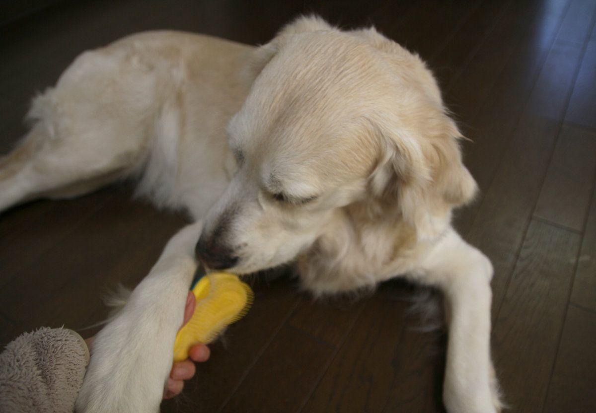 いぬのきもちふろくレポート