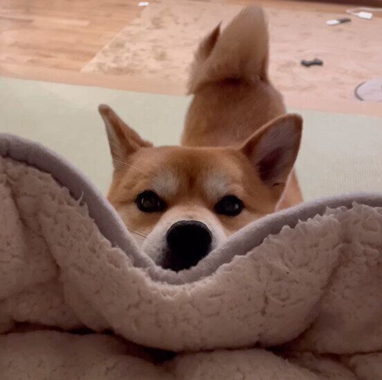 おねだり中のもずくくん