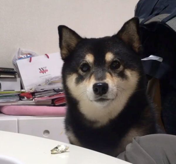 柴犬の吾子ちゃん