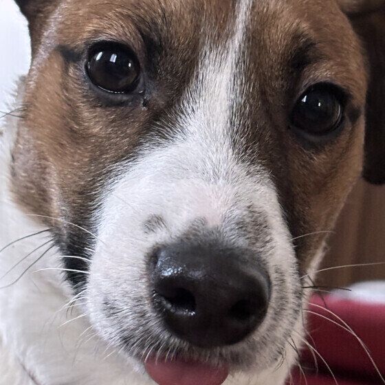 舌をペロッとするジャック・ラッセル・テリア