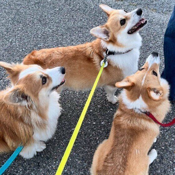 飼い主さんを見る3頭のウェルシュ・コーギー・ペンブローク