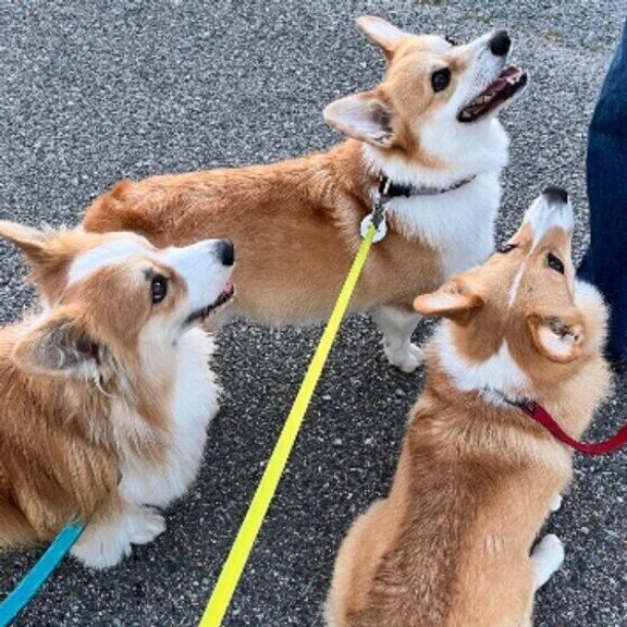 飼い主さんを見る3頭のウェルシュ・コーギー・ペンブローク