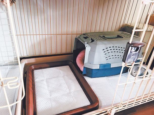 「ふだんからハウスは撤去してしまわず、またシェリィにはクレートで過ごすことに慣れさせています」