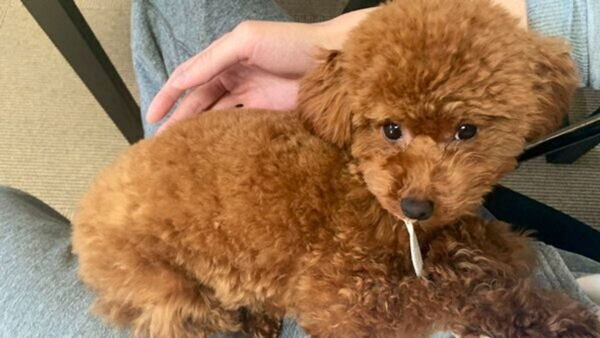 おやつはどっち 自信満々で間違えまくるトイプー なんで の表情にほっこり いぬのきもちweb Magazine おやつはどっち 自信満々で間違えまくるトイプー なんで の表情にほっこり いぬのきもちweb Magazine