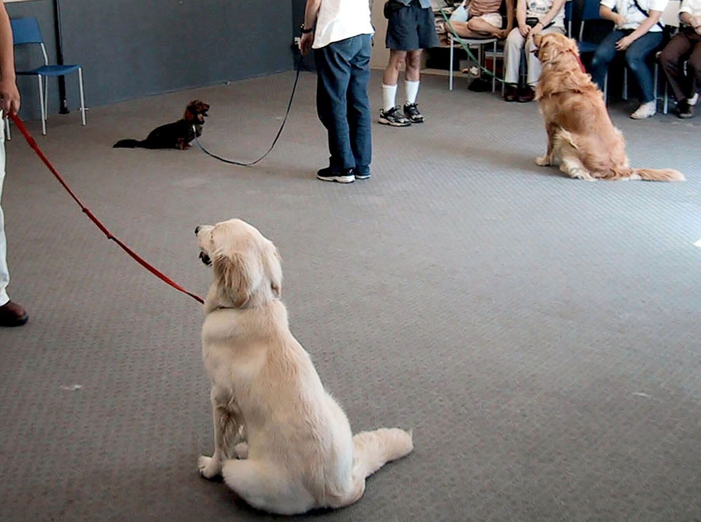 大型犬のしつけはプロに習うのが常識だったのに なぜ変わったのか 連載 西川文二の 犬ってホントは Vol 136 いぬのきもちweb Magazine 大型犬のしつけはプロに習うのが常識だったのに なぜ変わったのか 連載 西川文二の 犬ってホントは Vol 136 いぬのきもちweb Magazine