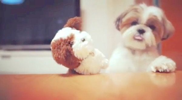 ぬいぐるみにキスをするシー・ズー