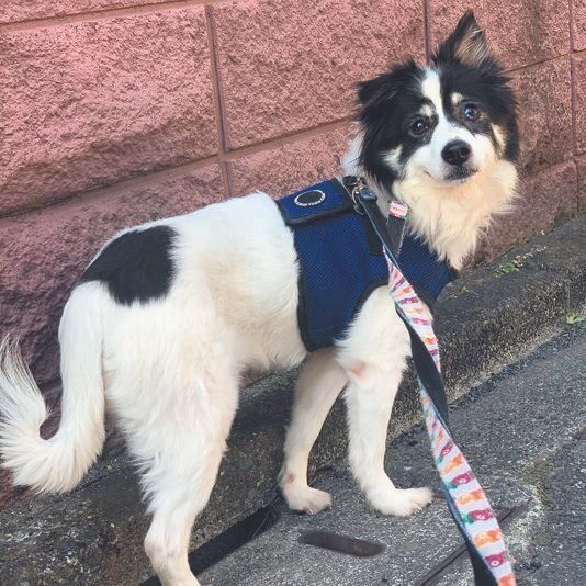 宮古島の元野犬まるちゃん。お散歩ボランティアさんが根気強く散歩に連れていき、人なれの訓練をしたそう