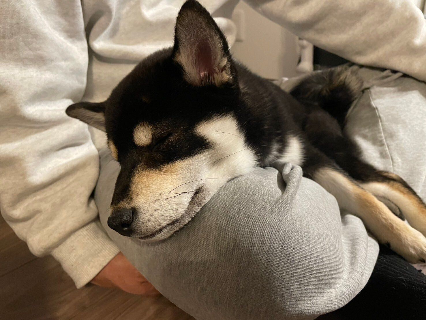 飼い主さんの膝の上で眠るまるちゃん