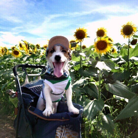 ひまわりとジャック・ラッセル・テリア