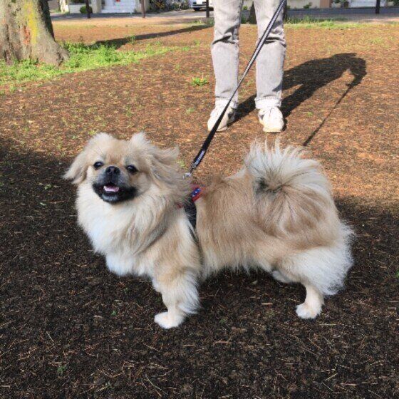 チベタン・スパニエル