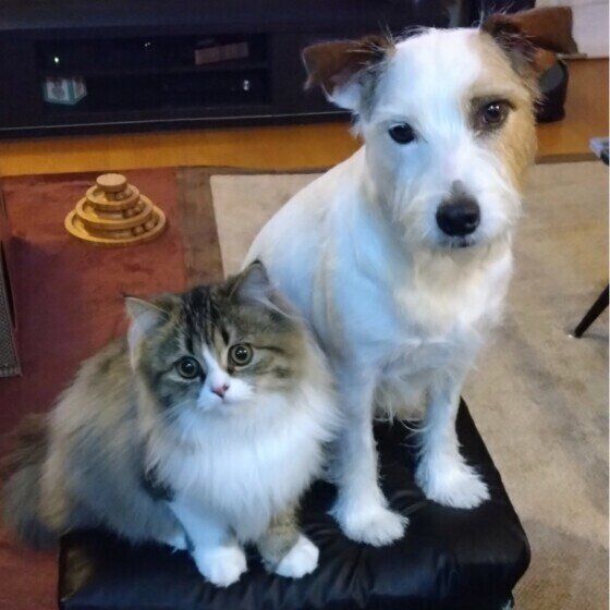 犬と猫はごはんの食べ方が違う? 犬と猫の食にまつわる習性の違いを獣医師に聞いた いぬのきもち