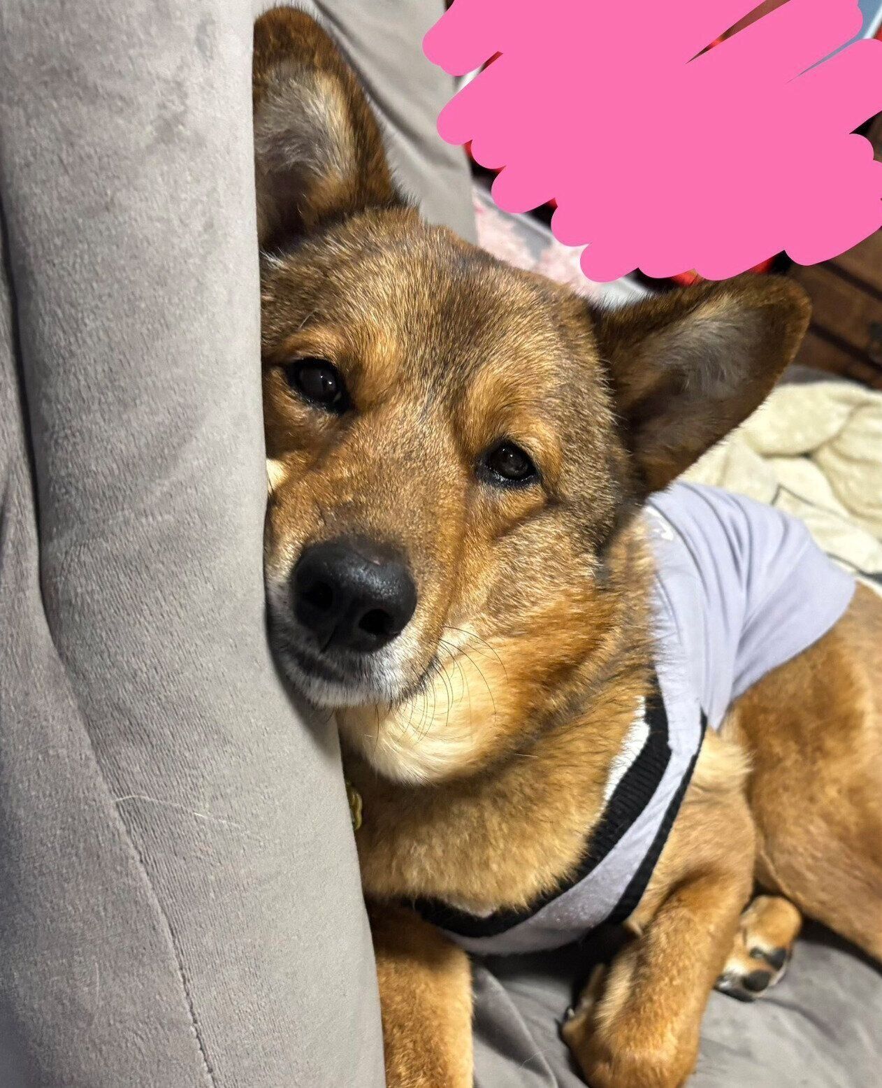 飼い主さんの座椅子を使いこなすジェスターくん