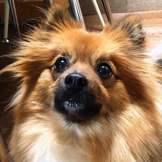 人と犬が食器やスポンジを共用してはダメな理由と犬の食器の効果的な洗い方 いぬのきもち