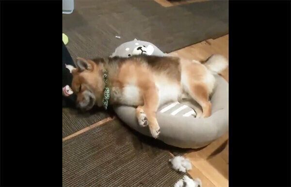 新しいベッドをようやく使ってくれたおにぎりくん