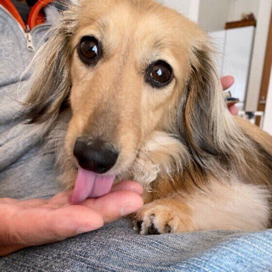 指をペロペロするカニンヘン・ダックスフンド