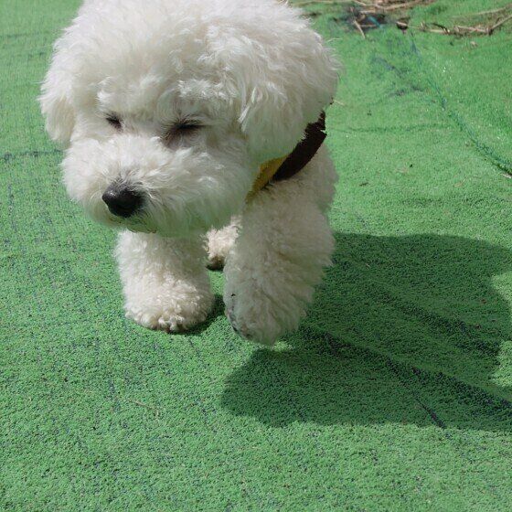 まぶしそうに歩くビション・フリーゼ