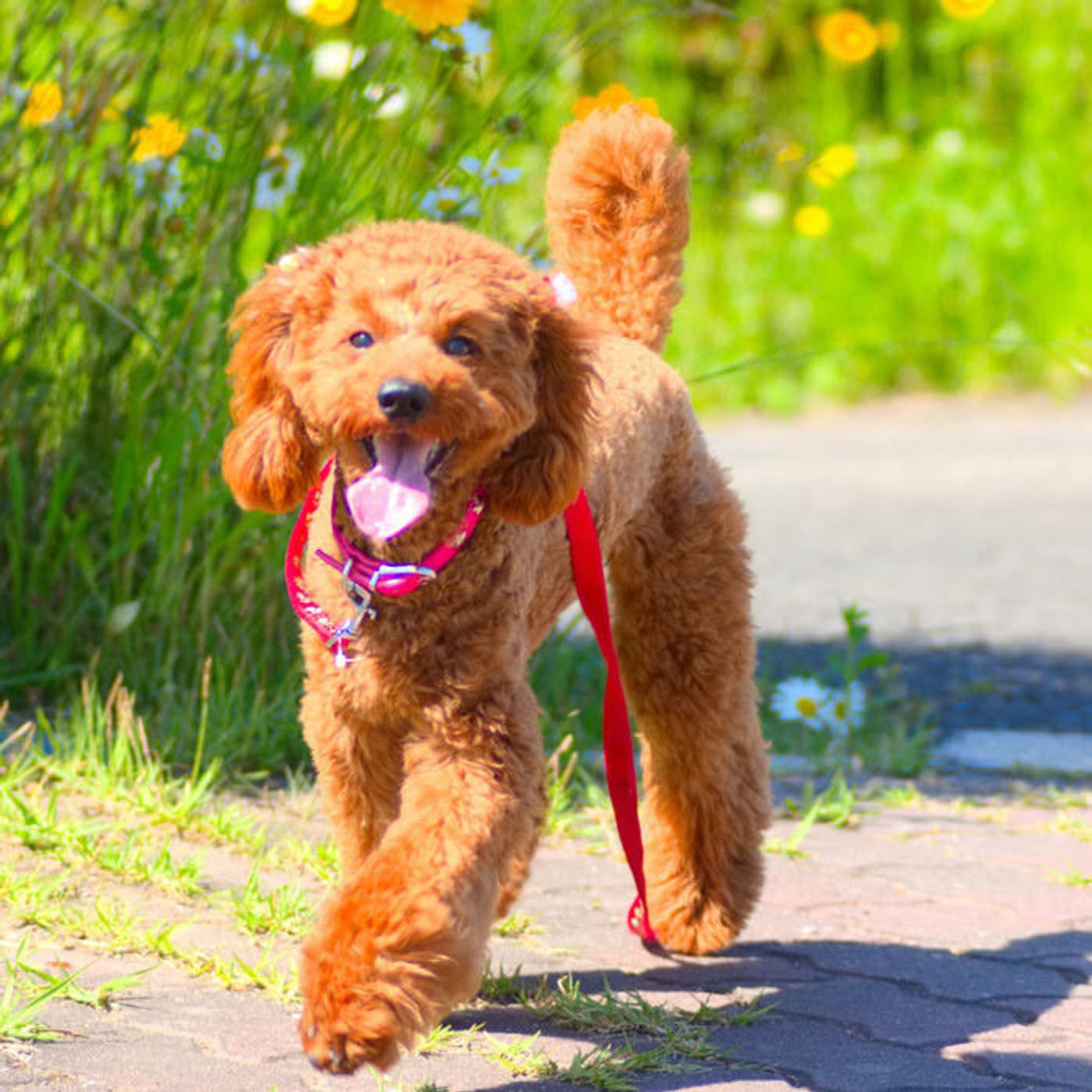 獣医師監修 トイ プードルは肥満や痩せすぎに注意 適正体重は いぬのきもちweb Magazine 獣医師監修 トイ プードルは肥満や痩せすぎに注意 適正体重は いぬのきもちweb Magazine