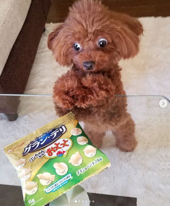 おっとっとを見つめるトイ・プードル