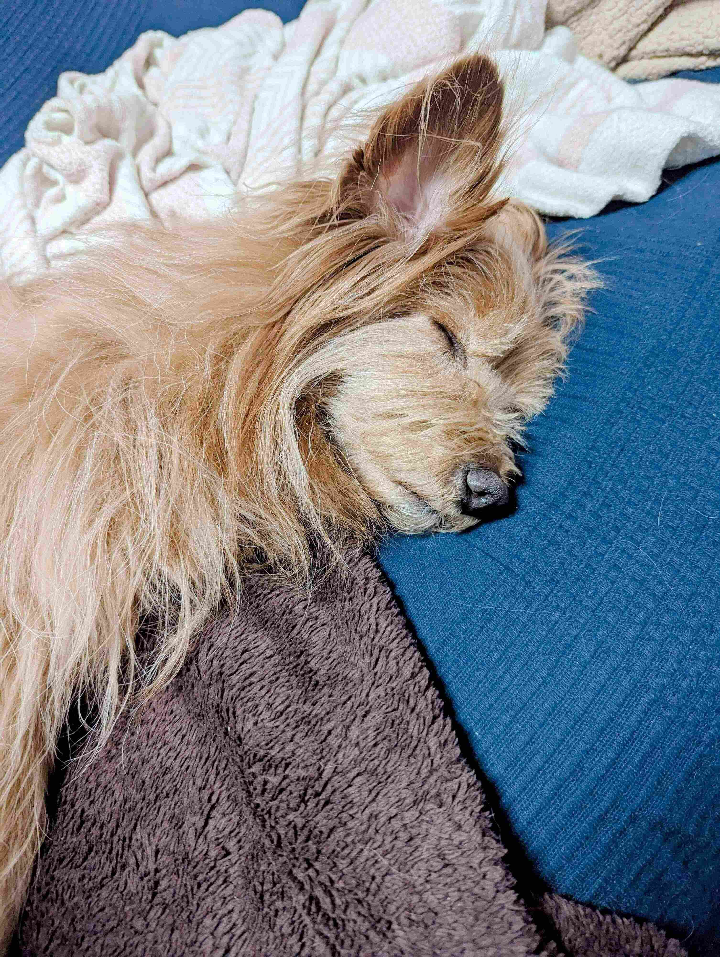 ソファで寝る犬の写真