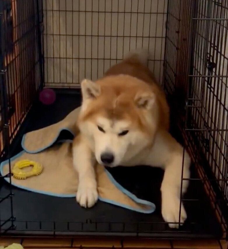 ケージの中で落ち着く桃亮くん