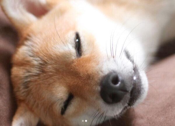 くつろぐこまりちゃん