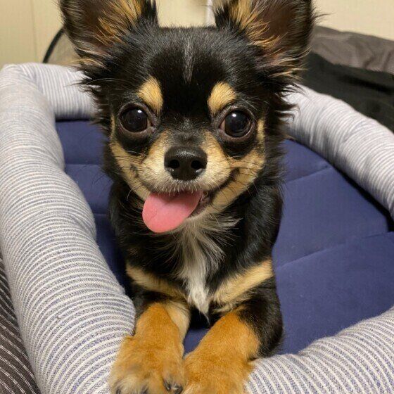 犬用ベッドでくつろぐチワワ