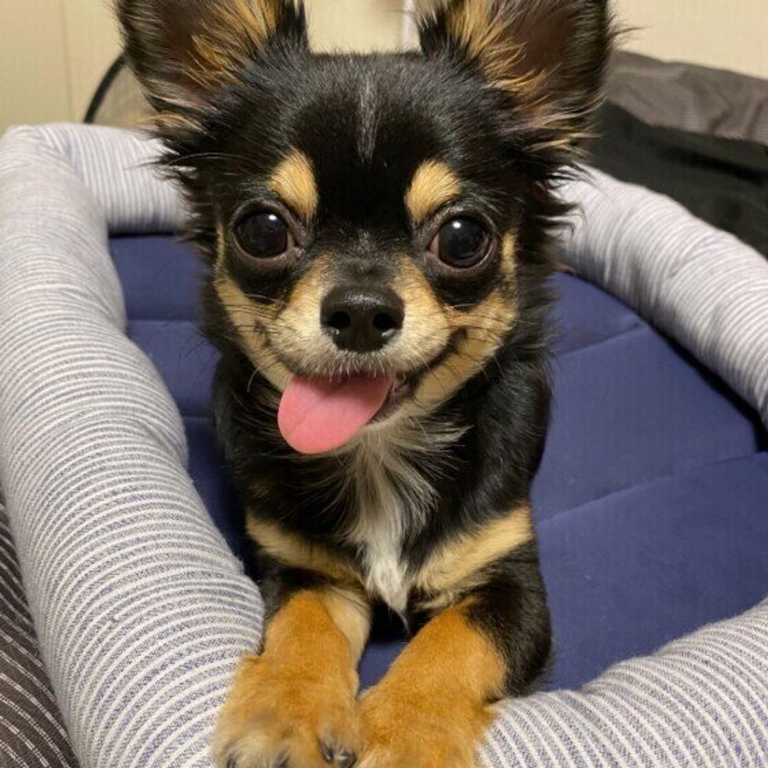 愛犬がすねた と思うのはどんなとき そもそも犬ってすねるの いぬのきもちweb Magazine 愛犬がすねた と思うのはどんなとき そもそも犬ってすねるの いぬのきもちweb Magazine