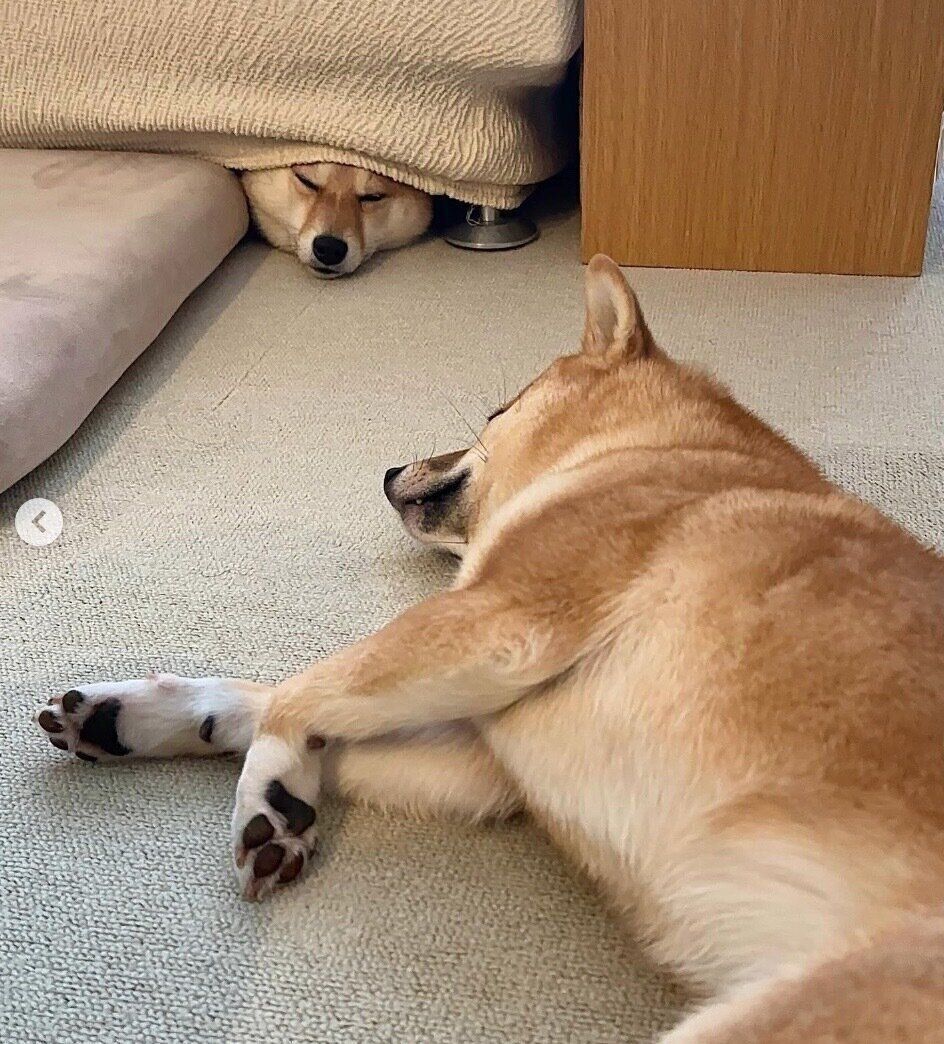 ソファの下にいるはなちゃんを監視するまるちゃん