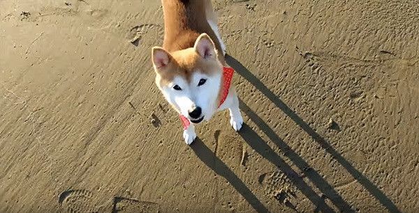 海辺を散歩する柴犬