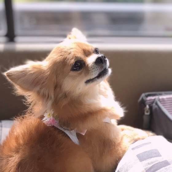 笑顔のナッツちゃん