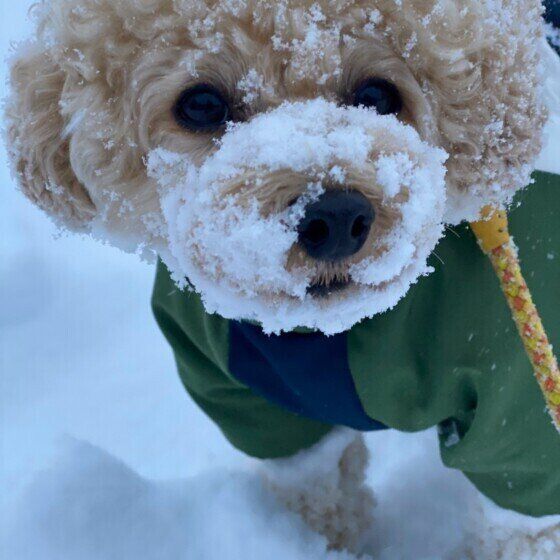 犬の「しもやけ」はなぜ起こる？寒い季節のしもやけ予防法 いぬのきもち