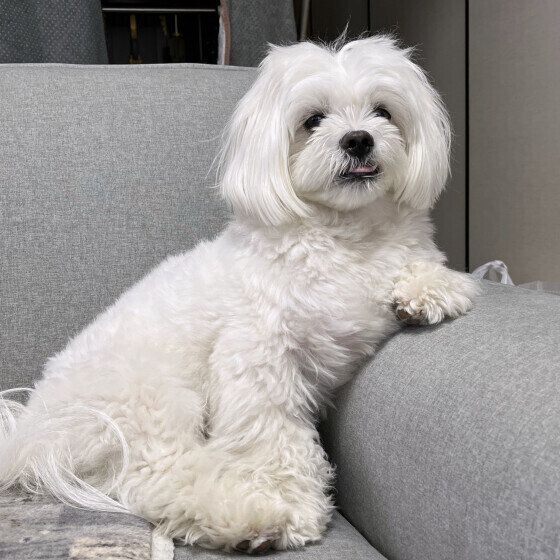 Mix（小型犬）の凪くん♪