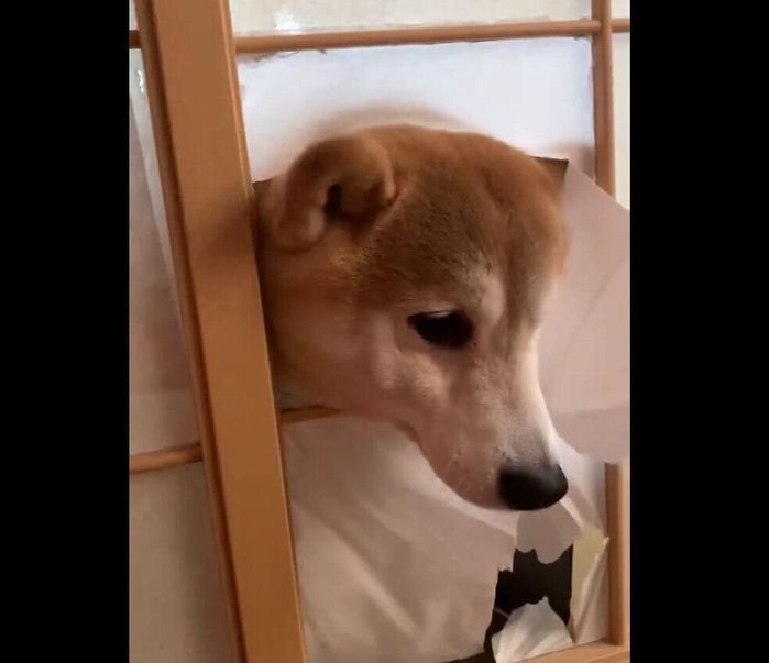 障子に頭を突っ込むケンタくん