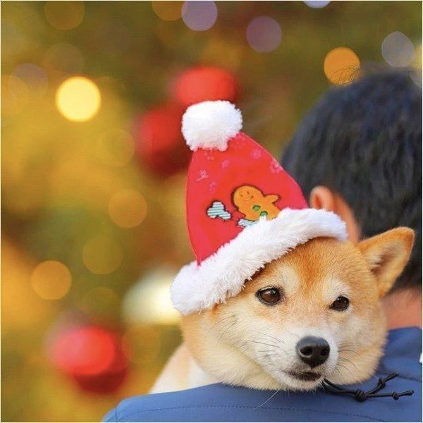 クリスマスを楽しむワンコ